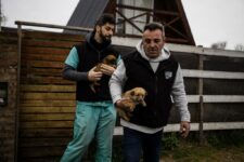 El Municipio rescató cuatro animales víctimas de maltrato