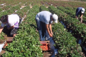 Cordón Frutihortícola en alerta: advierten que si no se toman medidas “sería la quiebra de todo el sector”