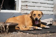 Nuevo cronograma del quirófano móvil para animales