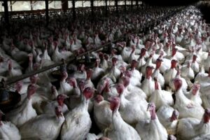 Restablecen el programa de Fortalecimiento del Sector Aviar por el aumento del maíz