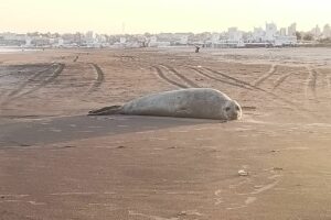 Presencia de elefantes marinos en las costas de Mar del Plata y la región.