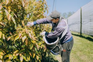 General Pueyrredon comenzó a producir palta