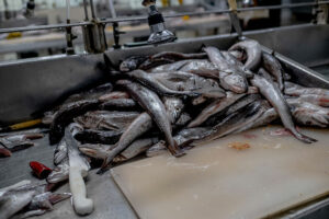 La merluza del norte podría estar sobreexplotada