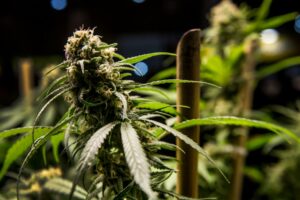 Destacan el uso de cannabis medicinal para el tratamiento de la ansiedad y Parkinson.