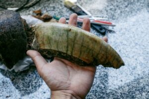 Un joven encontró restos fósiles pertenecientes a un Toxodon