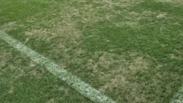 El césped del Madres de Ciudades muere por «estrés» antes de River – Rosario Central