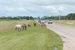 La Avenida Jorge Newbery es parte de la ciudad olvidada