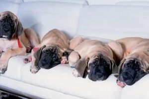 Milei ultima detalles para su desembarco en la quinta de Olivos