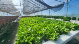 Comienza la venta de verduras hidropónicas en el Mercado de Tandil