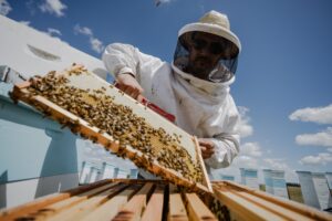 Llega el primer Encuentro Tecnológico, Ciencia, Abeja y Kiwi