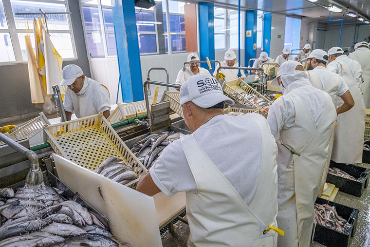 Cómo sostenerse vendiendo merluza en el mercado interno