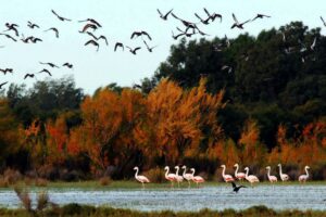 Humedales, los grandes «aliados» en la lucha contra el cambio climático