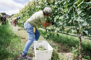El municipio inauguró la temporada vitivinícola con el Inicio de la Vendimia 2024