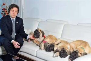Revelan dónde están los perros de Milei: cómo viven los mastines del Presidente