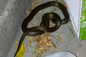 Un animal de un metro de largo fue hallado en el centro de Mar del Plata