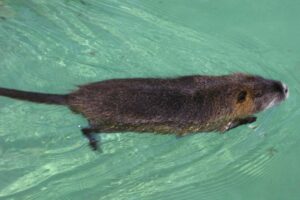 Repueblan de coipos la Laguna de los Padres en Mar del Plata