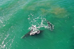 Video: A metros de la costa de Mar del Plata, un grupo de ballenas brindó un hermoso espectáculo natural