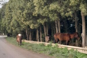 Newbery en el Sur: La otra “rambla vial” de Kicillof; Pasalto + caballos sueltos