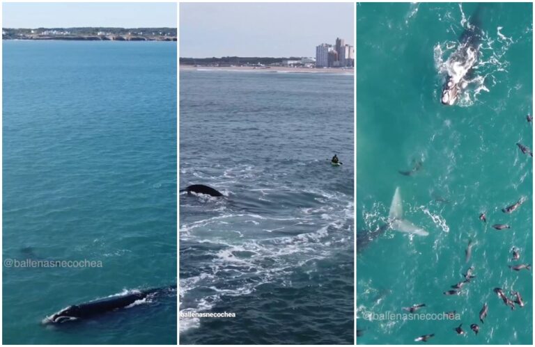 Crean mapa interactivo para compartir información sobre el recorrido de la ballena franca en costas bonaerenses