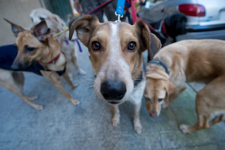 Una ordenanza busca concientizar sobre la tenencia responsable de mascotas en espacios públicos