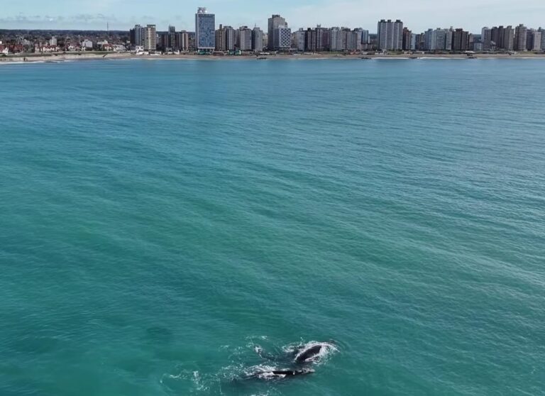 Destacan que se están viendo “todos los días” ballenas en Miramar