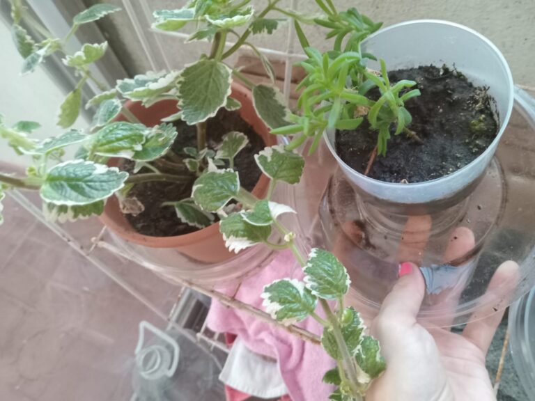 Primavera, lluvia y mosquitos: la importancia de limpiar y descacharrar para que no se formen criaderos