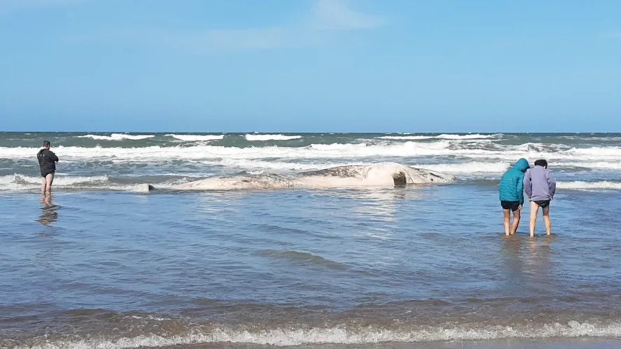 Apareció una ballena blanca muerta en la playa de Santa Teresita
