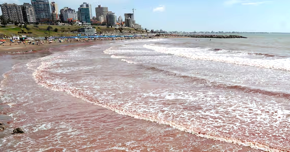Algas rojas en las costas bonaerenses: comenzó un operativo de limpieza desde Mar del Plata a Necochea