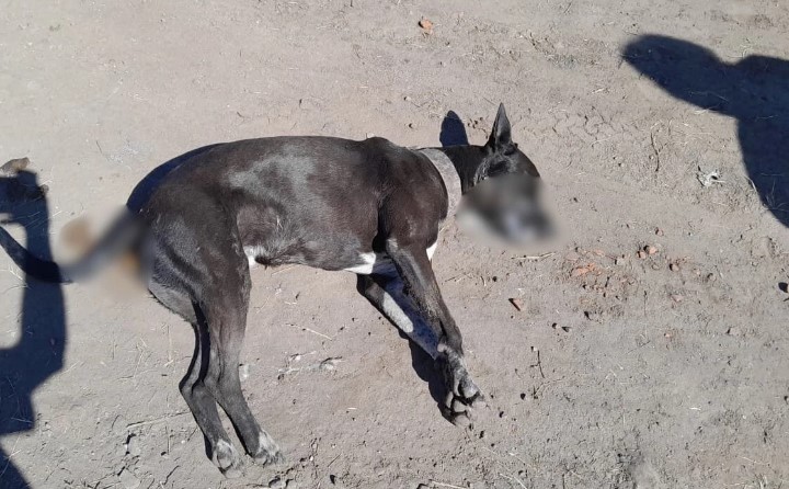 Investigan matanza de perros por envenenamiento en zona del Barrio San Jacinto