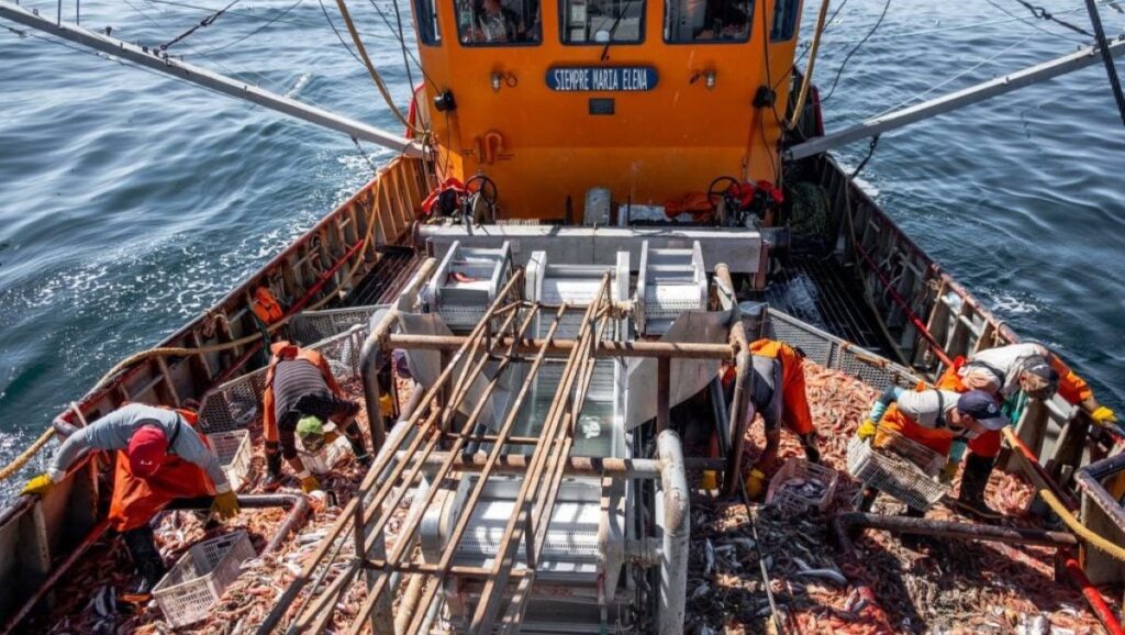“Crisis estructural”: no comienza la temporada de langostino, por primera vez en la historia