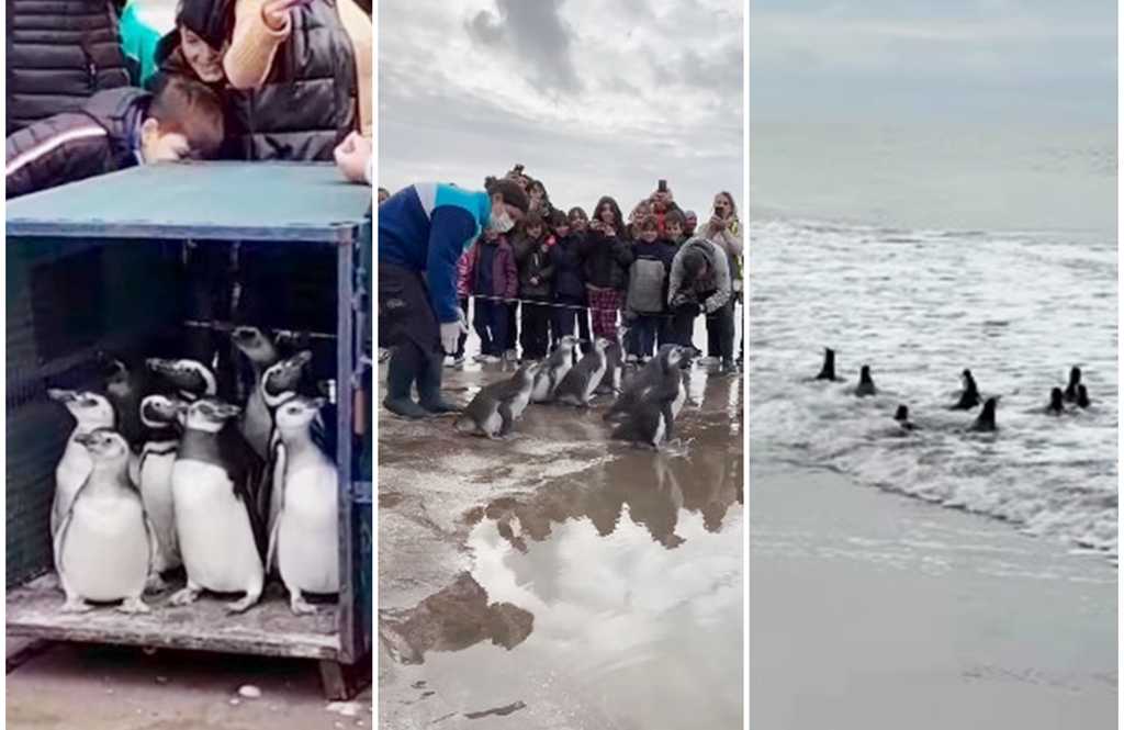 Pingüinos rescatados volvieron al mar en una emotiva suelta