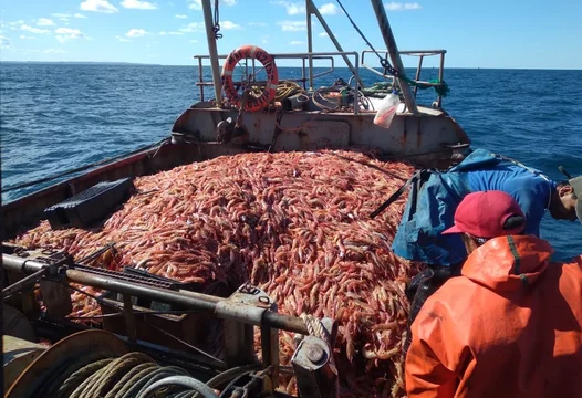 El conflicto del langostino se agrava en Mar del Plata: tensión gremial, violencia y exportaciones frenadas