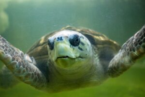 Después de 100 días, culminó el monitoreo del tortugo Jorge