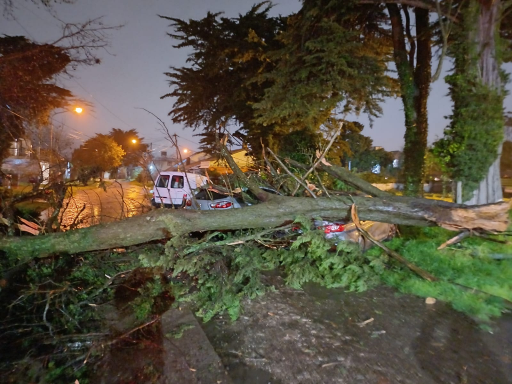 Prolongado corte de luz por caída de una rama en Acantilados y Mar y Sol: Todos los vicios juntos
