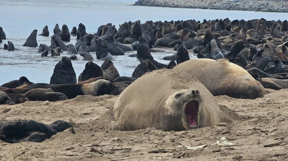 Sorpresa en la colonia de lobos de Puerto Quequén: nació un elefante marino