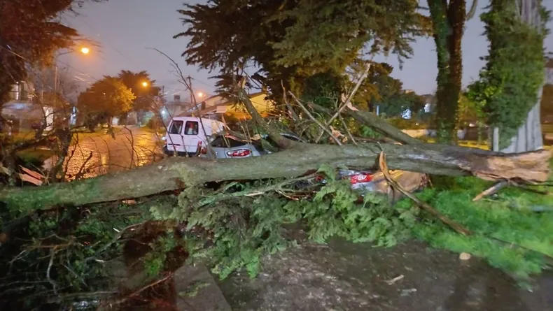 Meteoro de lluvia y viento sacudió Mar del Plata: Daños por caída de arbolado urbano ; El Emsur abandonó mantenimiento