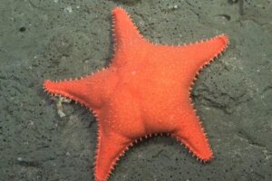 Científicos del CONICET participarán del ciclo “El teatro y la escuela”