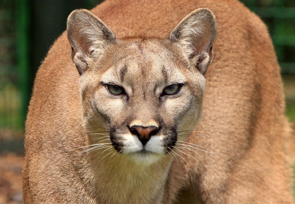 Terror en Mar Chiquita: un puma anda suelto y ordenan a los habitantes encerrarse en sus casas