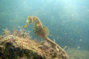 Se estrena “Respirar bajo el agua”, documental sobre el mundo subacuático de Mar del Plata
