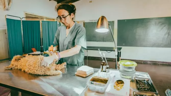 Quirófanos móviles para castración de animales en varios barrios