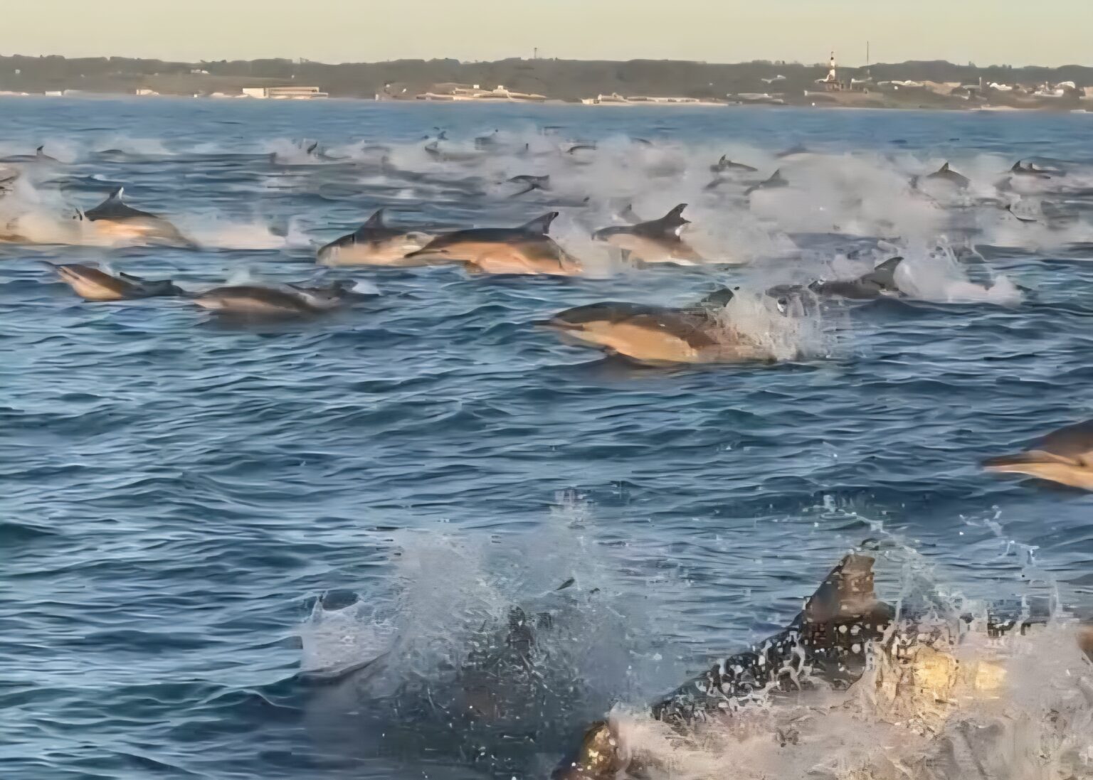 El fascinante video de Mar del Plata que abrió un debate: ¿eran delfines o toninas?