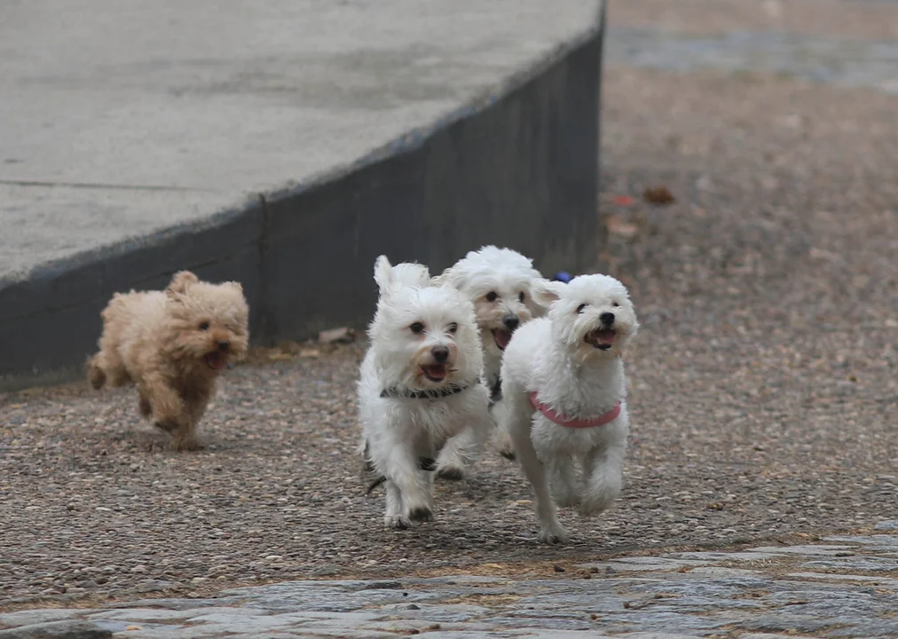 Envenenó a sus diez perros y se quitó la vida en el Barrio Parque Hermoso