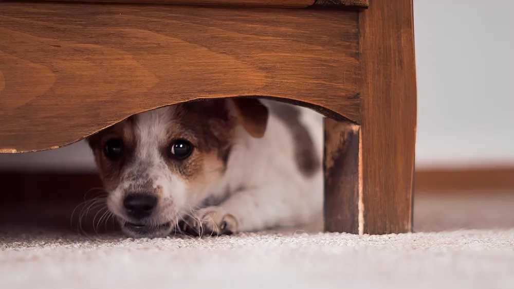 «La gente no toma conciencia»: el impacto de la pirotecnia en los animales