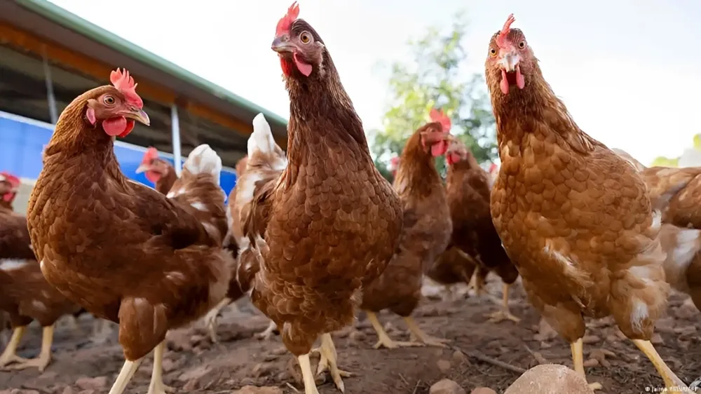 Detectaron casos de influenza aviar en Mar del Plata y Chascomús