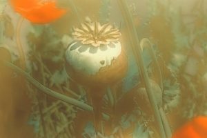 Inauguraron la muestra fotográfica “Las amapolas de Nicolás” de Juan Muiño