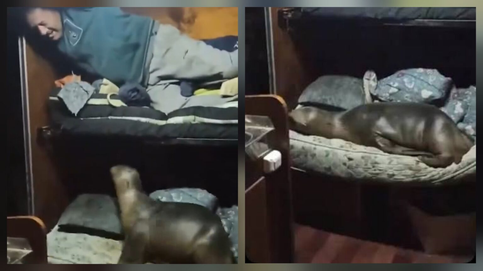 Un lobo marino subió a un pesquero, ocupó una cama y desató un fenómeno viral en el puerto