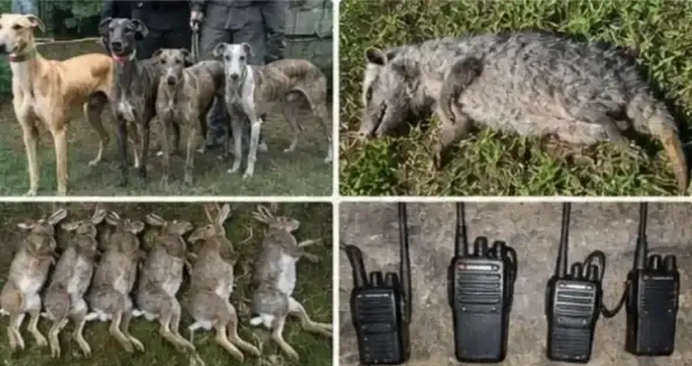 Caza furtiva en Chascomús: cinco operativos con secuestro de animales, armas y vehículos