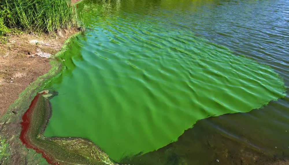 Cianobacterias: alerta naranja en 17 municipios bonaerenses por riesgo en el agua