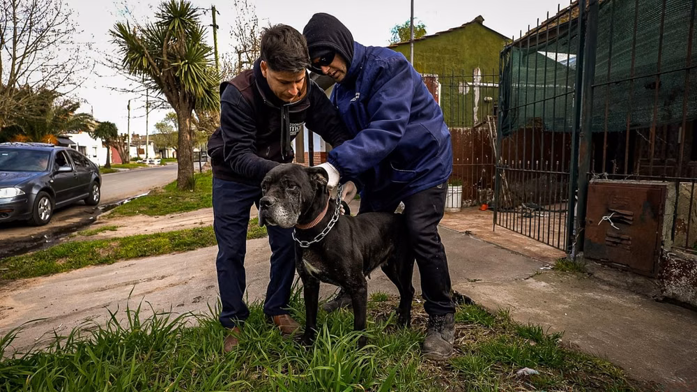 Zoonosis rescató tres perros con lesiones y en estado de maltrato
