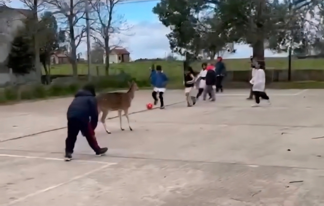 Un simpático ciervo se paseó por el patio de escuela primaria en Maipú, mientras los nenes jugaban en el recreo